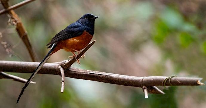White-rumped Shama © Getty Images