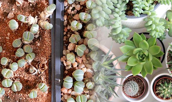 Sustainably grown houseplants are a delight to many, but some species, such as Lithops olivaceae on the left, are threatened by trade (left photo © Kristin van Schie