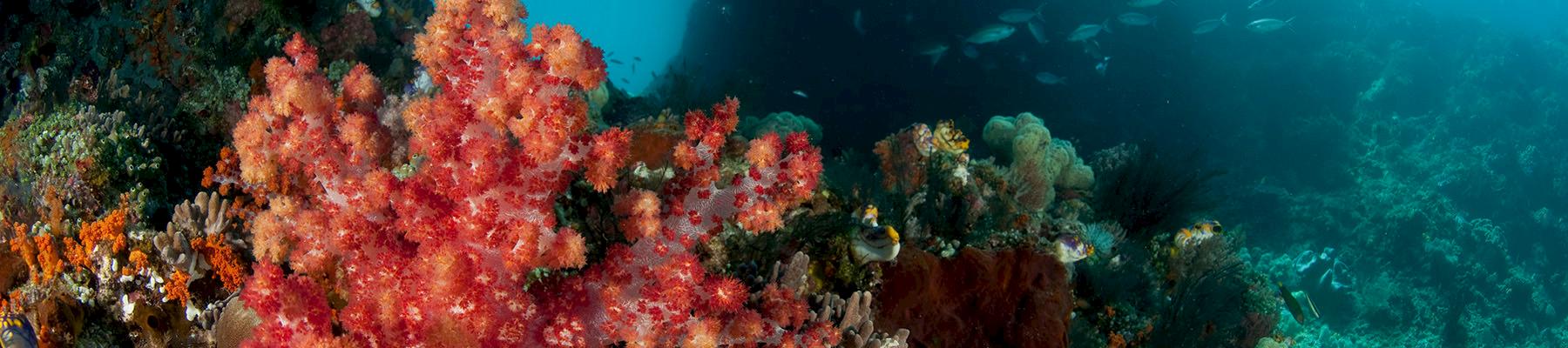 Coral Reefs, Raja Ampat, West Papua, Indonesia © Jürgen Freund / WWF
