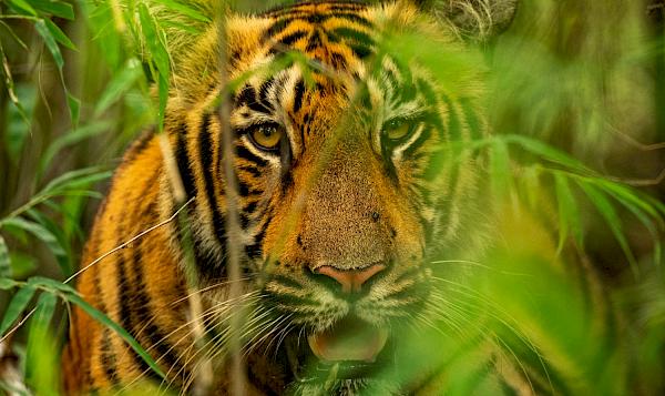 © Narayanan Iyer (Naresh) / WWF-International