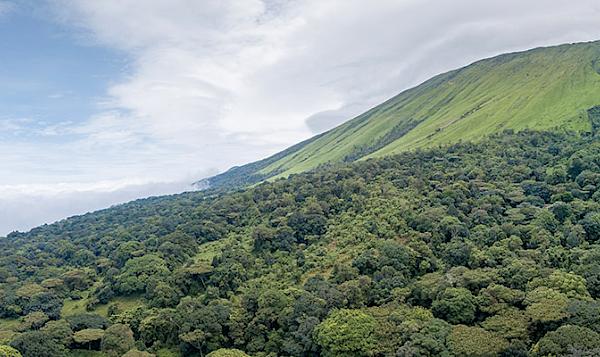 Mount Cameroon is home to a wealth of wild species threatened by poaching and illegal trade. Photo: A. Walmsley / TRAFFIC