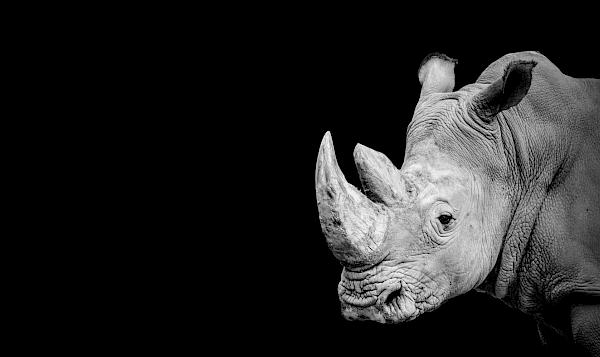 Trial date set for Malaysia’s first court case on trafficking of African Rhino horns