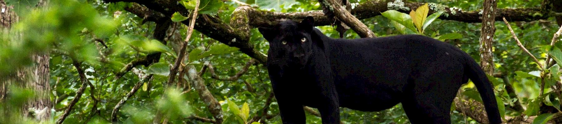 Leopards in Peninsular Malaysia and Southern Thailand are almost always melanistic or black in colour © Tambako the Jaguar-Flickr
