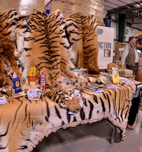 Tiger skins and assorted objects at the US Fish and Wildlife Service repository © TRAFFIC