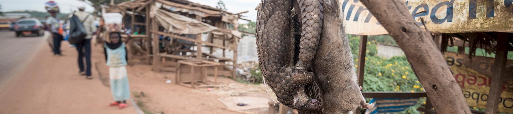 Bushmeat displayed for sale in Cameroon © A. Walmsley / TRAFFIC