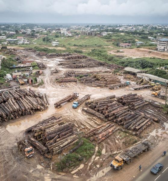 A timber stockpile outside of Douala, Cameroon © A. Walmsley / TRAFFIC