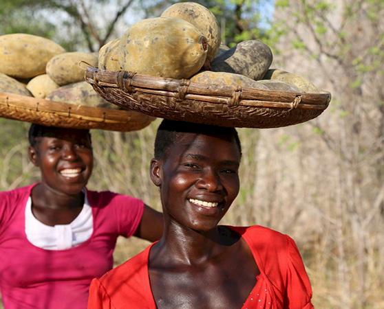 Baobab fruit harvesters in Zimbabwe © B'AYoba