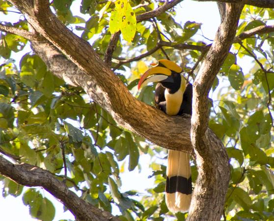 A Great Pied Hornbill nesting in a Bibhitaki tree © Pukka Herbs