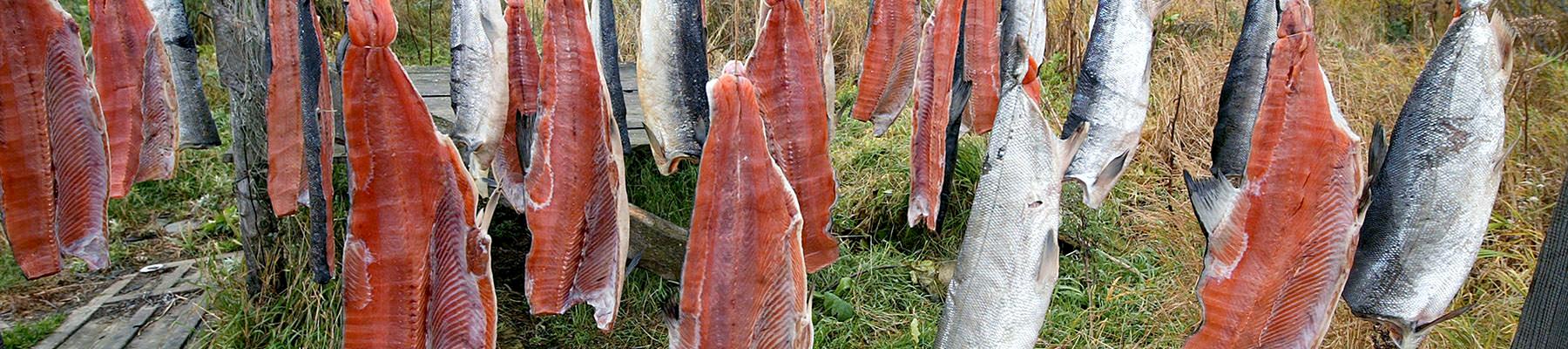 Salmons hanged for drying in the Russian Federation © Vladimir Filonov / WWF
