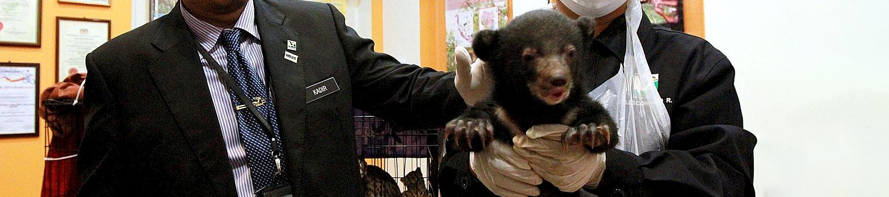 Mr Abdul Kadir (left) showing the rescued one-month-old sun bear at the Perhilitan headquarters on Tuesday ©  THE STAR/ASIA NEWS NETWORK