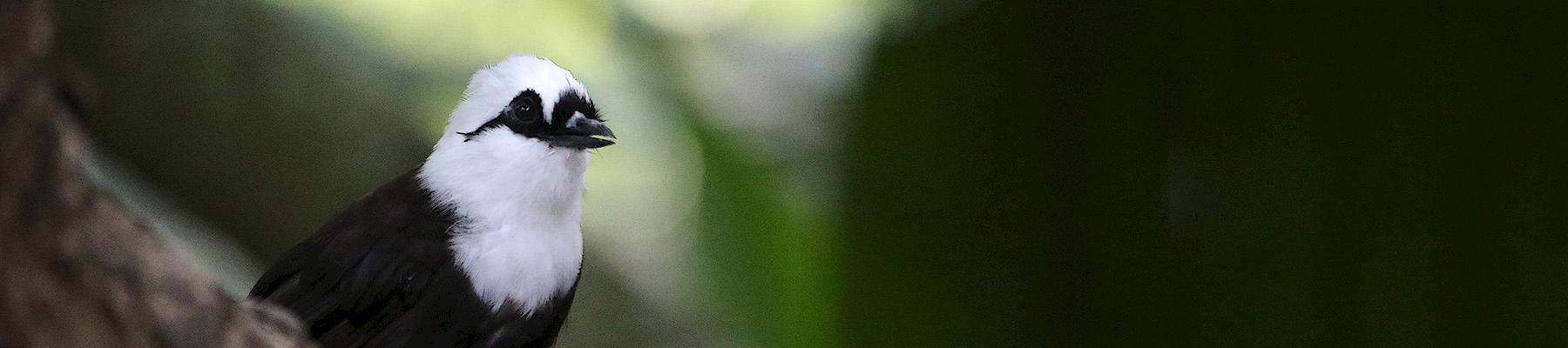 Sumatran Laughingthrush Garrulax bicolor, wild populations have been decimated for the songbird trade © Cuatrok77 / Generic CC 2.0