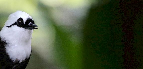 Sumatran Laughingthrush Garrulax bicolor, wild populations have been decimated for the songbird trade © Cuatrok77 / Generic CC 2.0
