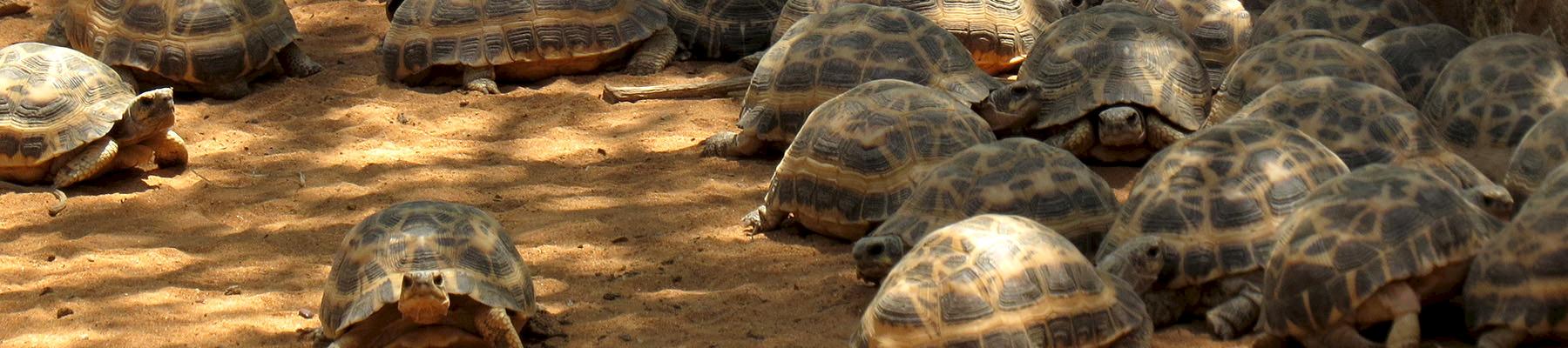 Radiated Tortoises are just one African wildlife species which is regularly smuggled from Africa © anntrueann / CC Generic 2.0