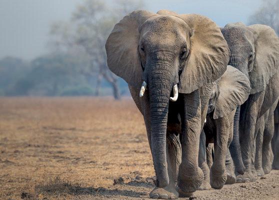 A herd of African Elephants Loxodonta africana in Zambia © Richard Barrett / WWF-UK