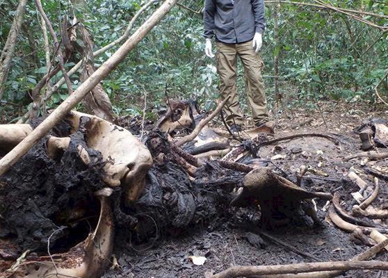 Wildlife forensics experts analysing an elephant carcass © TRACE Network