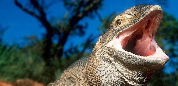 Savannah monitor Varanus exanthematicus, a CITES-listed species imported into the EU © Martin Harvey / WWF