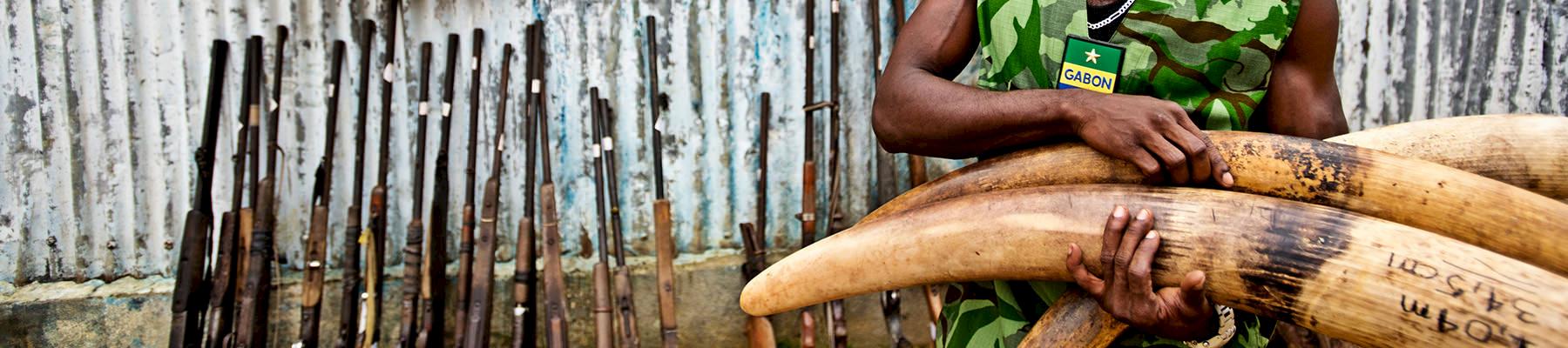 Seized poached elephant tusks and poacher's weapons, Oyem, Gabon © WWF / James Morgan