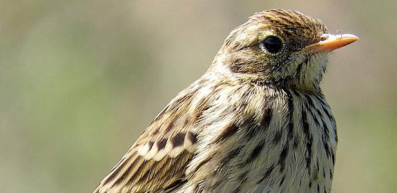 A Meadow Pipit is one of several songbirds that is illegally targeted © David Tyler / CC Generic 2.0
