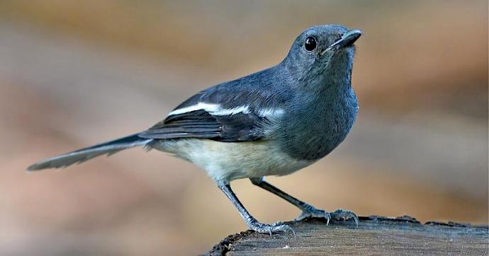 Oriental Magpie-Robin © werajoe / Getty Images