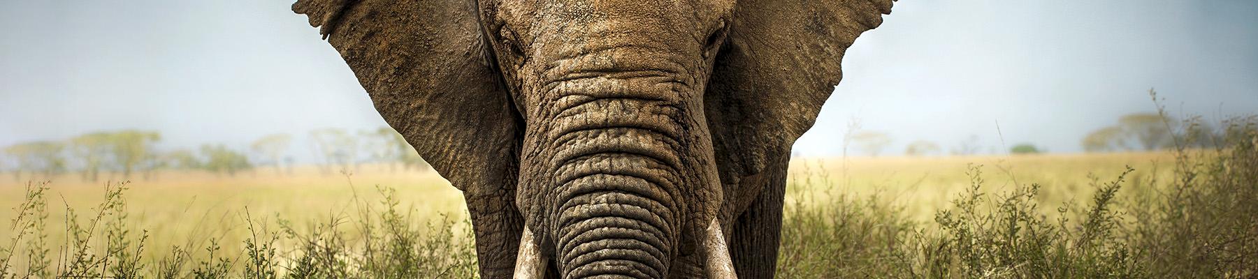African Elephant Loxodonta Africana © Shutterstock / Lara Zanarini / WWF-Sweden