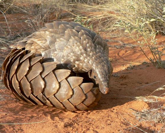 Ground pangolin Smutsia temminckii, pangolins are predominantly poached for their scales and meat © Darren Pietersen / African Pangolin Working Group