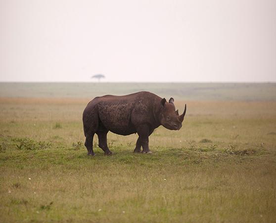 An African Black Rhino Diceros bicornis, poached for their horn © Richard Edwards / WWF-UK