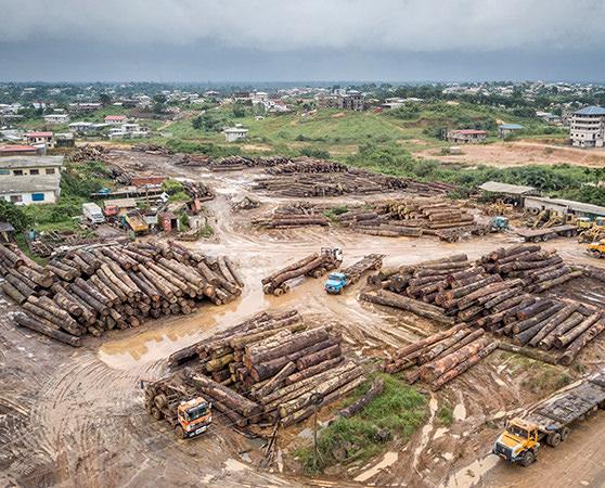 One of several logging dumps along the road to Douala, Cameroon, on the way to the port © A. Walmsley / TRAFFIC