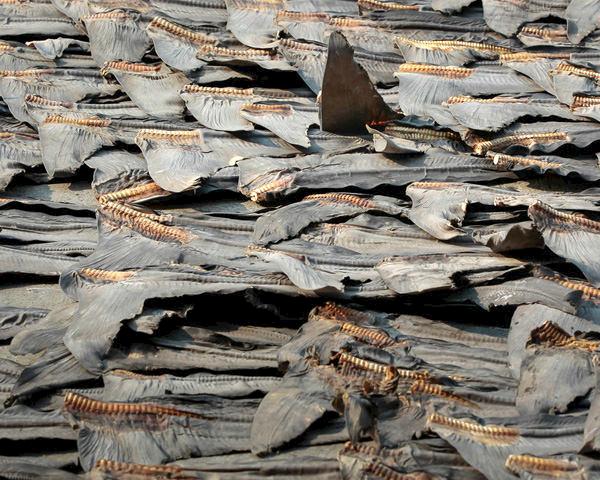 Shark fins during the drying process, Hong Kong © WWF-Hong Kong / Elson Li