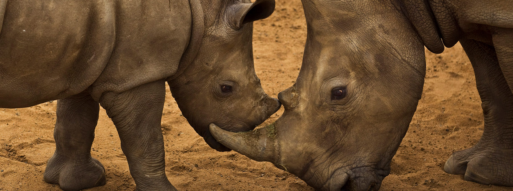 White Rhino and her calf, South Africa © Brent Stirton / Getty Images / WWF-UK