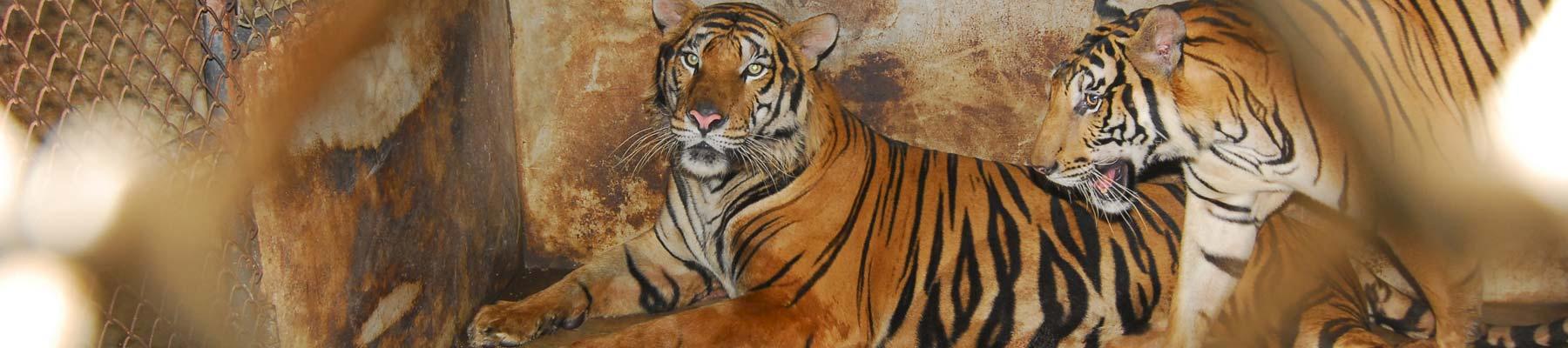 Caged tigers © Anton Vorauer / WWF 
