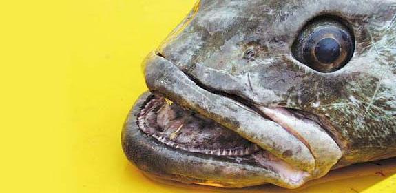 The Antarctic Toothfish is so valuable it is sometimes referred to as 