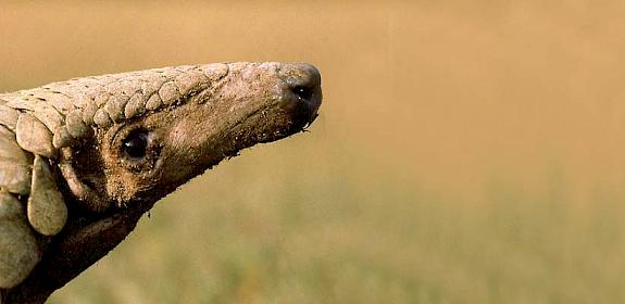 Pangolin indien Manis crassicaudata © Gerald Cubitt / IUCN Pangolin Specialist Group