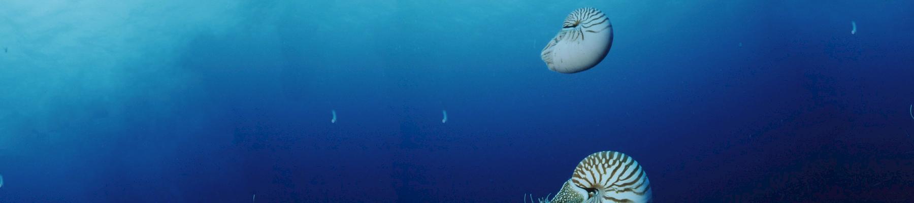 Pearly nautilus Nautilus pompilius Indo-Pacific Ocean © Jürgen Freund / WWF