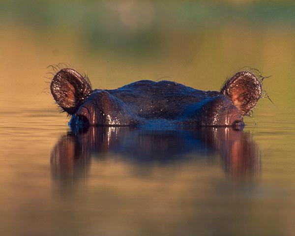 Common Hippoptamus Hippopotamus amphibius © Martin Harvey / WWF