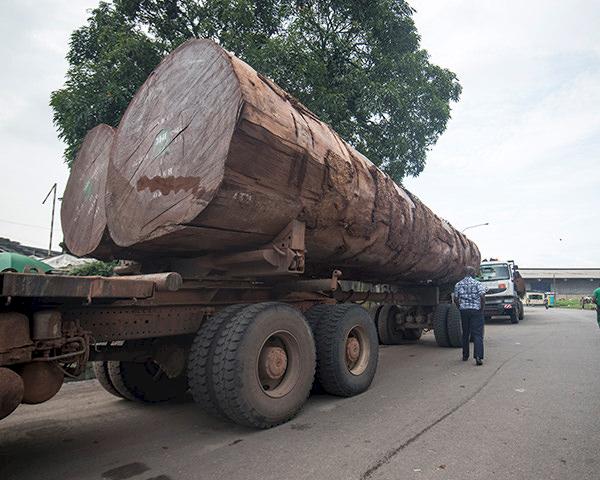 Trucks carrying timber wait to offload at Douala port, Cameroon © A. Walmsley / TRAFFIC