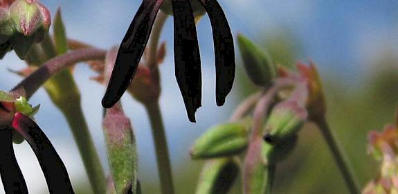 Pelargonium sidoides © Britta Paetzold 