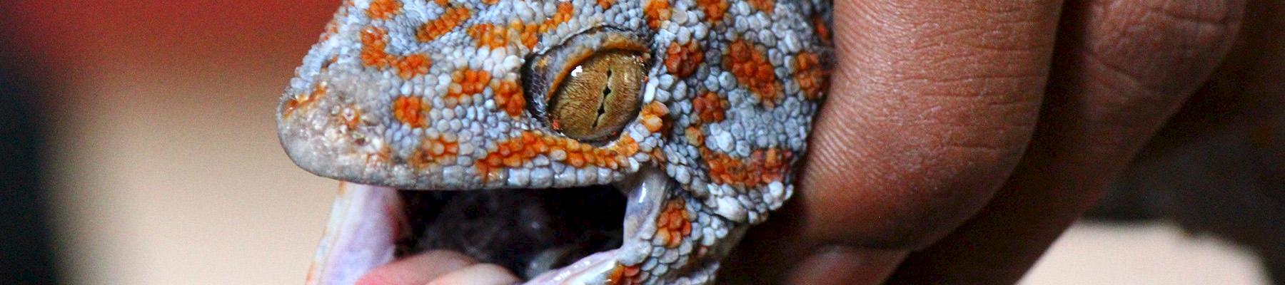 Tokay Gecko Gekko gecko © TRAFFIC