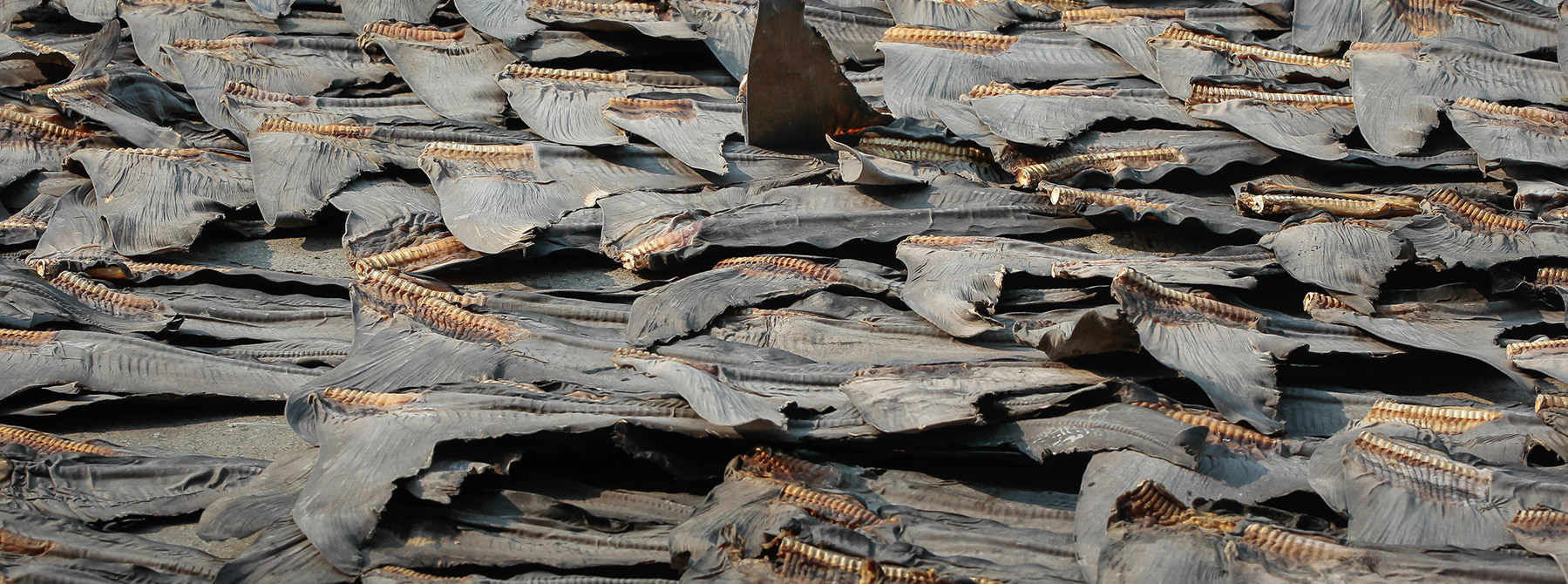 Shark fins with skin during the drying process, taken in Hong Kong © WWF-Hong Kong / Elson Li
