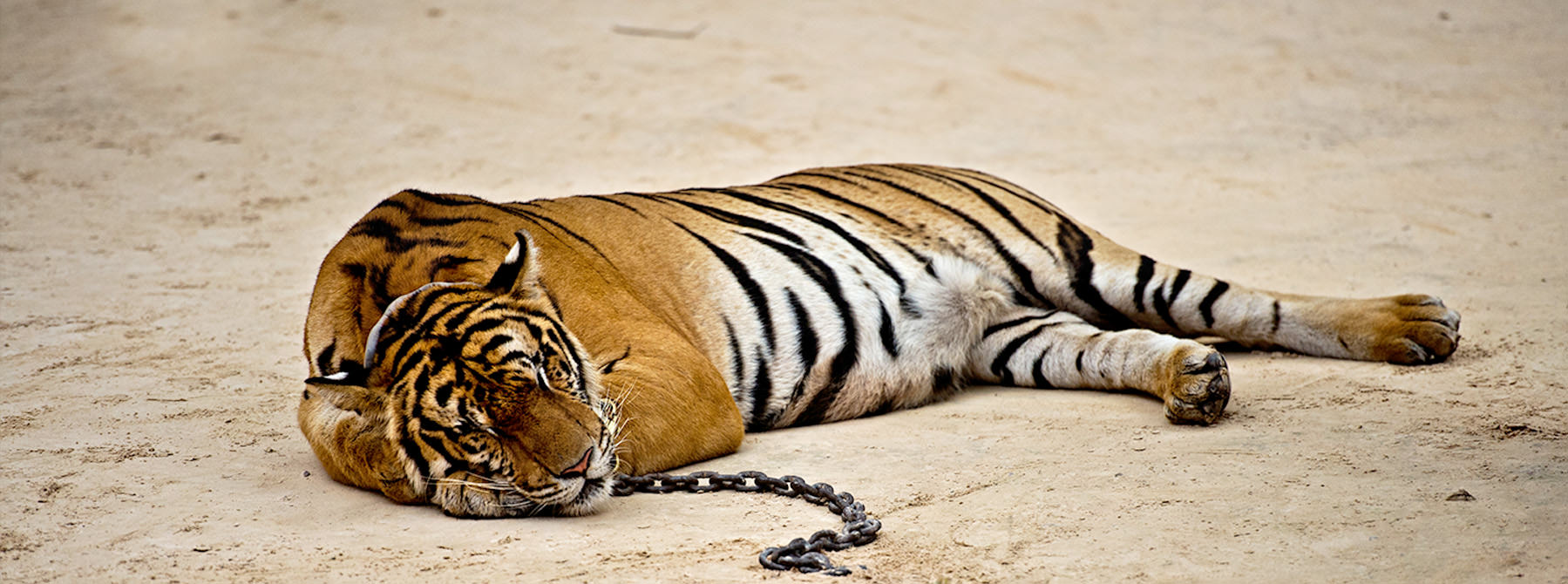A captive Tiger Panthera tigris © James Morgan / WWF