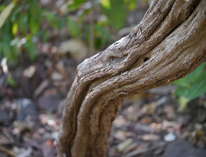 Rosewood Dalbergia volubilis © Dinesh Valke / Generic CC 2.0