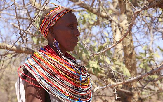 Người Samburu ở Kenya đang thu hái nhựa cây trầm hương hoang dã, được sử dụng rộng rãi trong quy trình làm đẹp và chăm sóc sức khỏe © Akroyd & Harvey / Conflicted Seeds