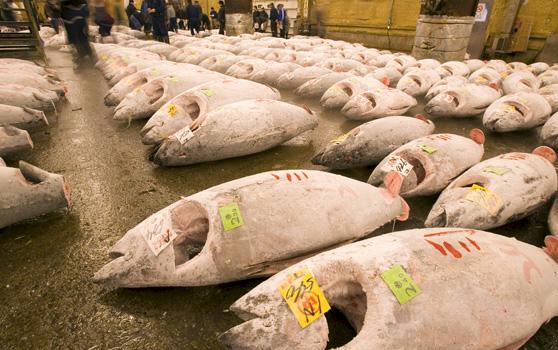 Frozen tunas for auction at the Tsukiji fish market, Tokyo, Japan © Michel Gunther / WWF