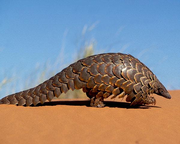 A Ground Pangolin, a species regularly trafficked from Africa © Photoshot License Ltd / Alamy Stock Photo