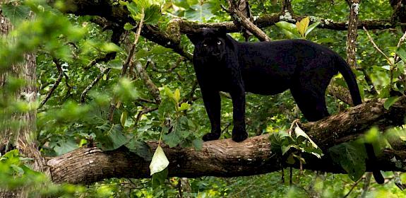 Leopards in Peninsular Malaysia and Southern Thailand are almost always melanistic or black in colour © Tambako the Jaguar-Flickr