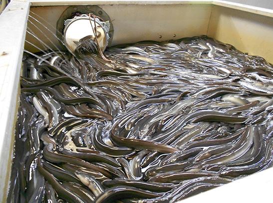 An eel farm in Japan © V. Crook / TRAFFIC