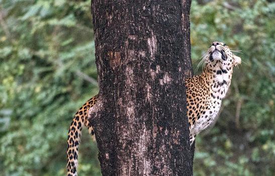 Leopard Panthera pardus fusca in Panna national park, India © Ola Jennersten / WWF-Sweden