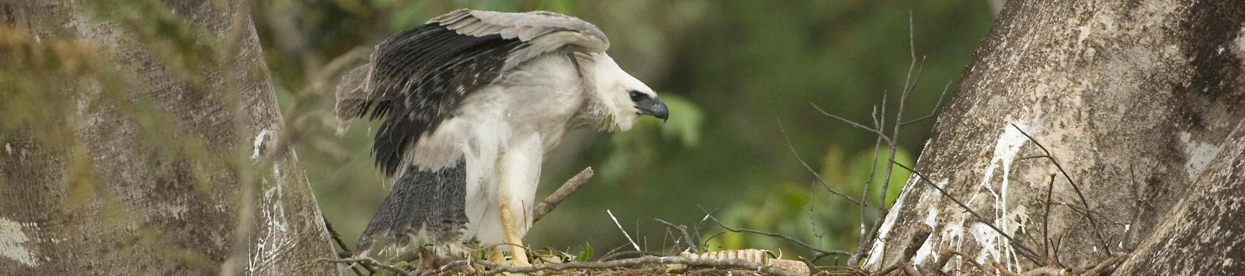 Harpy Eagle © Zig Koch / WWF