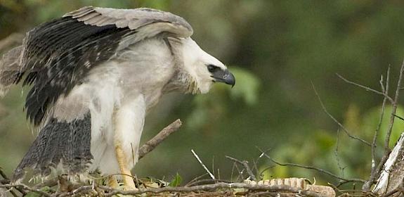 Harpy Eagle © Zig Koch / WWF