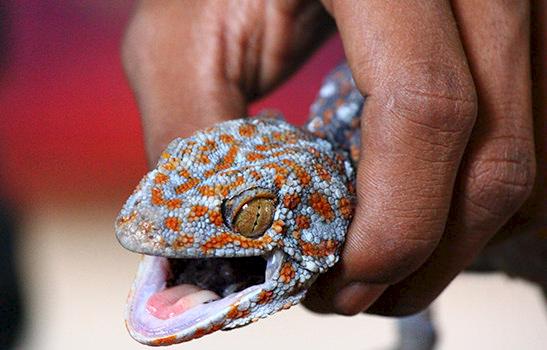 Captive Tokay Gecko ready for sale into the pet trade
