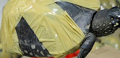 Black Spotted Turtle trade in Asia II: A seizure analysis